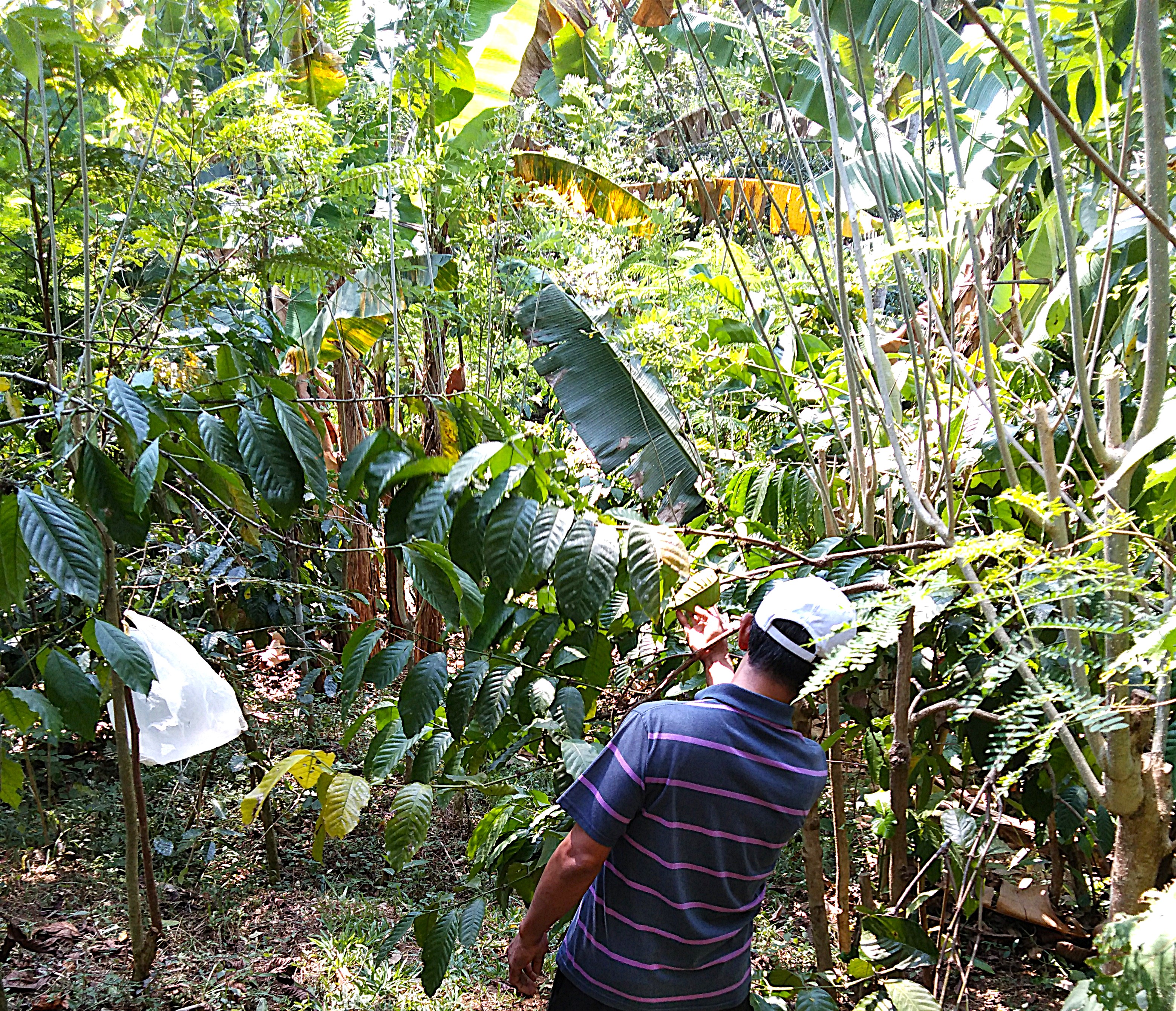 In This Garden, Coffee Isn't the Only Story